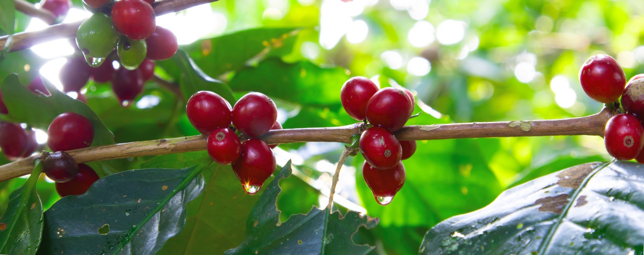 Arabica varieties - illustration